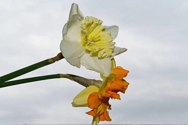 Schöner Blumenstrauß Auf Blauem Himmel Hintergrund — Stockfoto