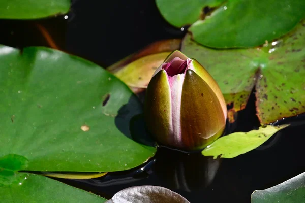 Mooie Bloeiende Lotus Groeien Vijver Zomerdag — Stockfoto