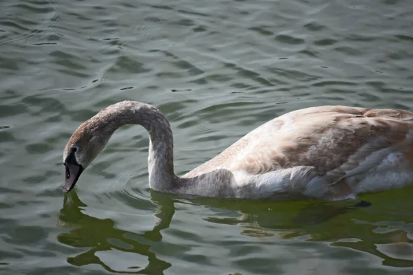 Belo Cisne Branco Nadando Superfície Água Lago Dia Verão — Fotografia de Stock