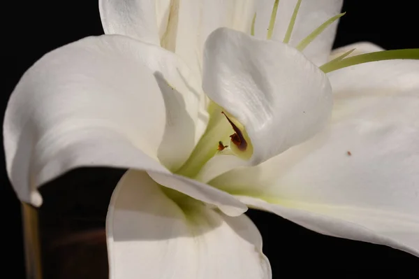 Piękny Kwiat Lilii Ciemnym Tle Koncepcja Lato Widok Bliska — Zdjęcie stockowe