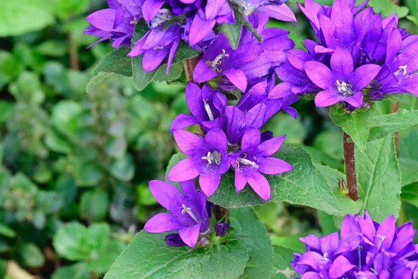 Beautiful Flowers Garden — Stock Photo, Image