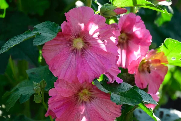 Flores Bonitas Crescendo Livre Conceito Verão Vista Próxima — Fotografia de Stock