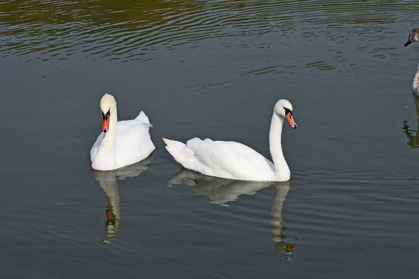 Schöne Weiße Schwäne Die Sommertagen Auf Der Wasseroberfläche Des Sees — Stockfoto