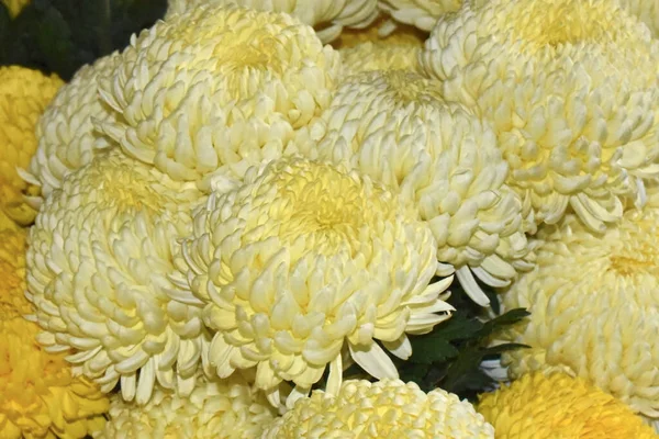 Hermosos Crisantemos Sobre Fondo Oscuro Concepto Verano Vista Cercana — Foto de Stock