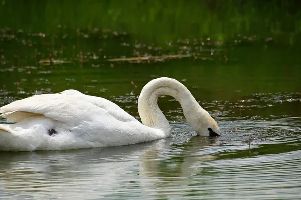 Belo Cisne Branco Nadando Superfície Água Lago Dia Verão — Fotografia de Stock