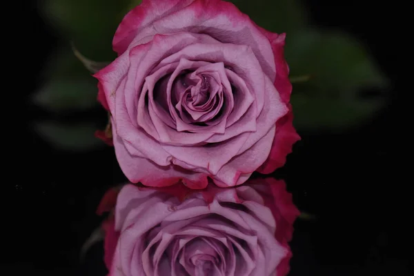 Красива Квітка Троянди Відображенням Темному Фоні Літня Концепція Вид Близької — стокове фото