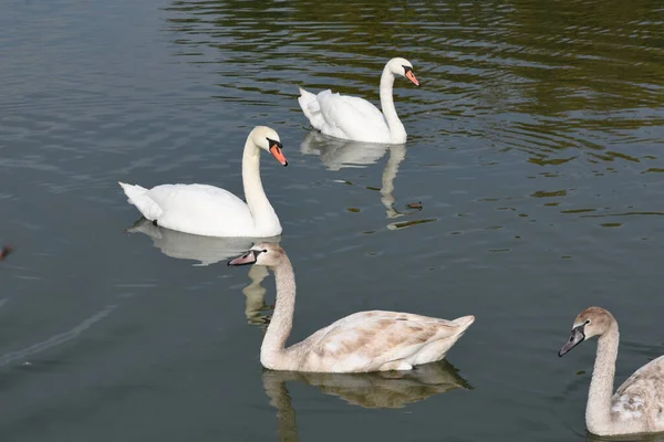 beautiful white swans swimming on lake water surface at summer day