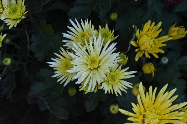 Schöne Chrysanthemen Auf Dunklem Hintergrund Sommerkonzept Nahsicht — Stockfoto