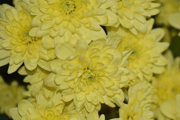 Close Amazing Flowers Blossom — Stock Photo, Image