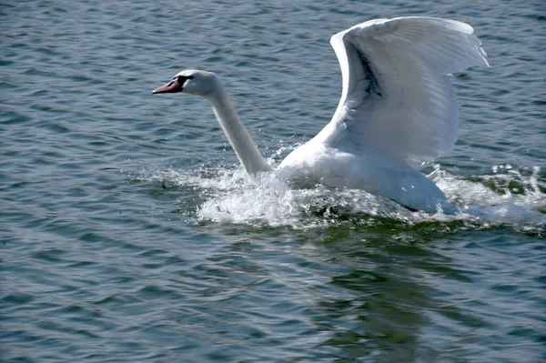 Belo Cisne Branco Nadando Superfície Água Lago Dia Verão — Fotografia de Stock