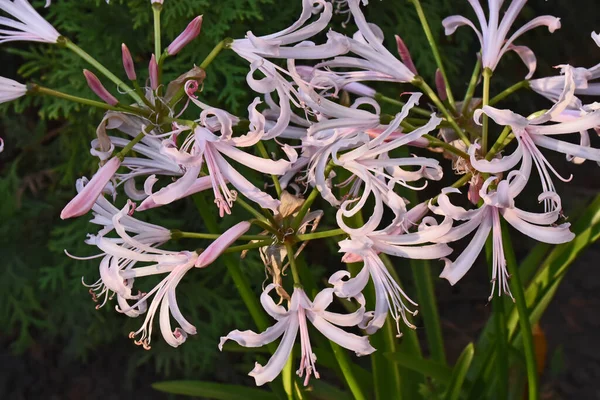 Belles Fleurs Poussant Dans Jardin Journée Ensoleillée Été — Photo