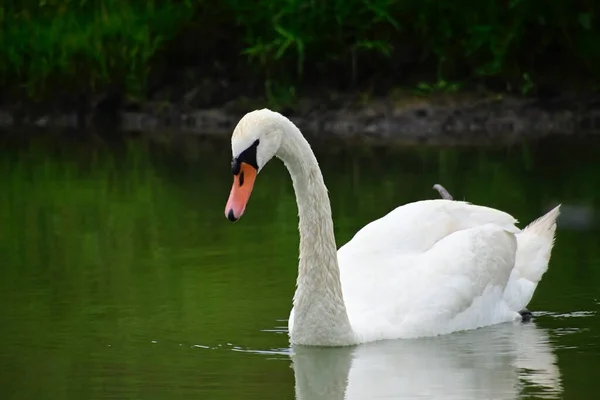 Hermoso Cisne Blanco Nadando Superficie Del Agua Del Lago Día —  Fotos de Stock