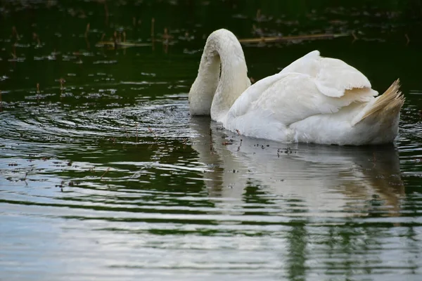 Hermoso Cisne Blanco Nadando Superficie Del Agua Del Lago Día —  Fotos de Stock