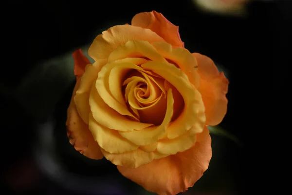 Frágiles Rosas Florecen Sobre Fondo Oscuro — Foto de Stock