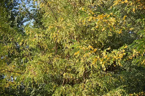 Uitzicht Herfst Boom Takken Met Gele Bladeren Tegen Blauwe Lucht — Stockfoto