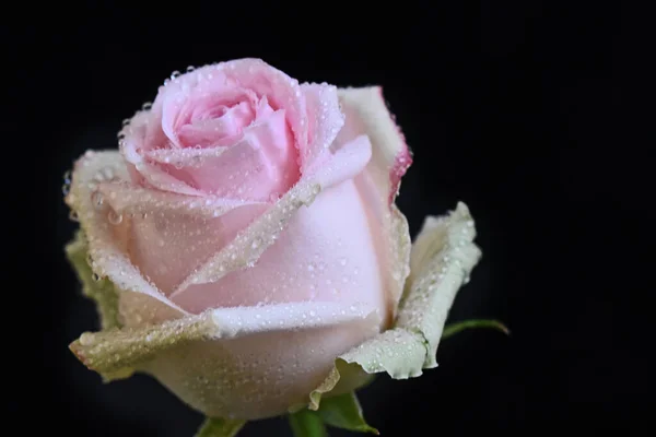 Bela Rosa Flor Fundo Escuro Conceito Verão Vista Perto — Fotografia de Stock