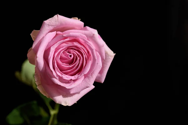 Trandafir Frumos Creștere Grădină Ziua Însorită Vară — Fotografie, imagine de stoc
