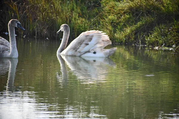 Belo Cisne Branco Nadando Superfície Água Lago Dia Verão — Fotografia de Stock