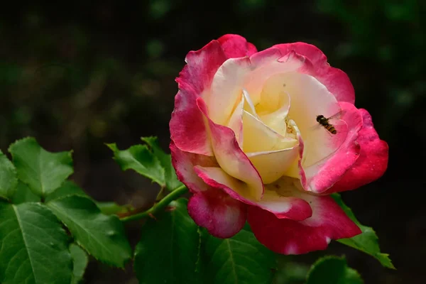 Bräckliga Rosor Blommar Mörk Bakgrund — Stockfoto