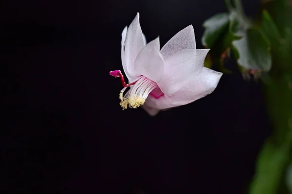 Beautiful Flower Dark Background Summer Concept Close View — Stock Photo, Image