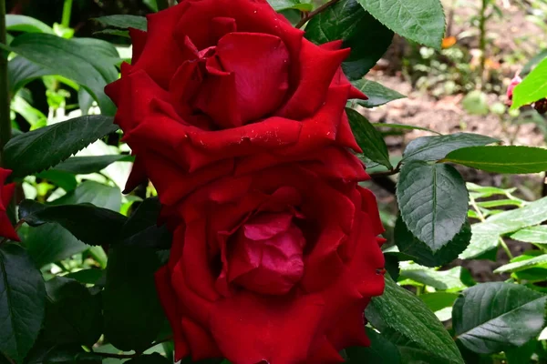 Beautiful Roses Dark Background Summer Concept Close View — Stock Photo, Image