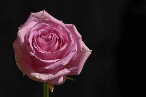 Schöne Rose Wächst Garten Sonnigem Sommertag — Stockfoto