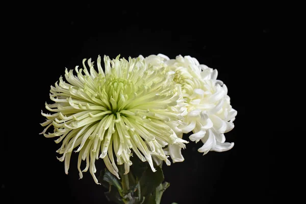 Mooie Chrysanten Donkere Achtergrond Zomerconcept Close View — Stockfoto