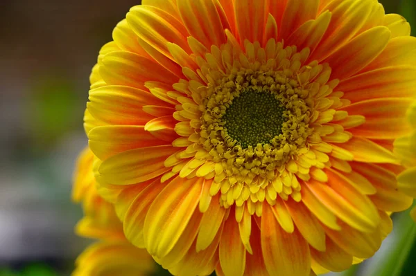 Beautiful Flowers Growing Garden Summer Sunny Day — Stock Photo, Image