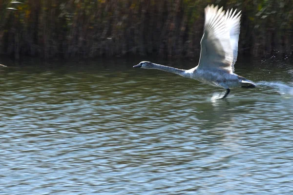 Güzel Beyaz Kuğu Yaz Günü Göl Yüzeyinde Uçuyor — Stok fotoğraf