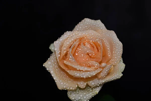 Flores Bonitas Fundo Escuro Conceito Verão Vista Próxima — Fotografia de Stock