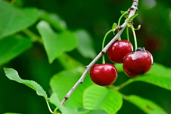 Träd Med Mogna Körsbär Växer Utomhus Sommar Koncept Nära Utsikt — Stockfoto