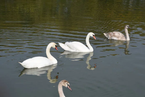 Hermosos Cisnes Blancos Nadando Superficie Del Agua Del Lago Día — Foto de Stock