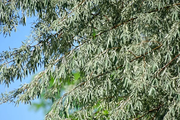 Ветви Деревьев Зелеными Листьями Голубом Фоне Неба — стоковое фото