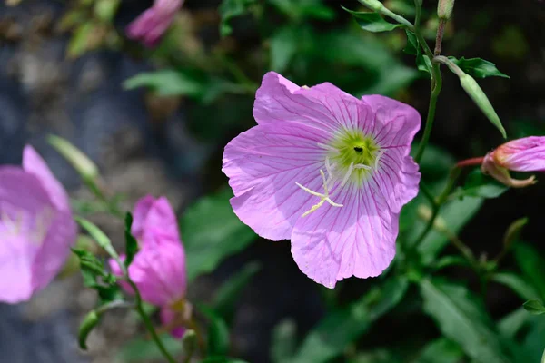 Fleurs Pourpres Étonnantes Fleurissent Sur Fond Flou — Photo