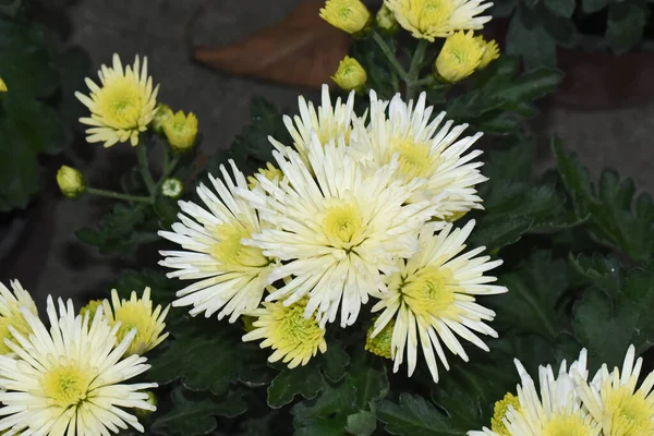 Chrysanthemums Indah Latar Belakang Gelap Konsep Musim Panas Pandangan Dekat — Stok Foto