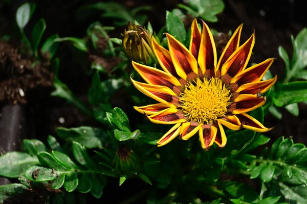 Bellissimo Fiore Che Cresce All Aperto Concetto Estivo Vista Vicino — Foto Stock