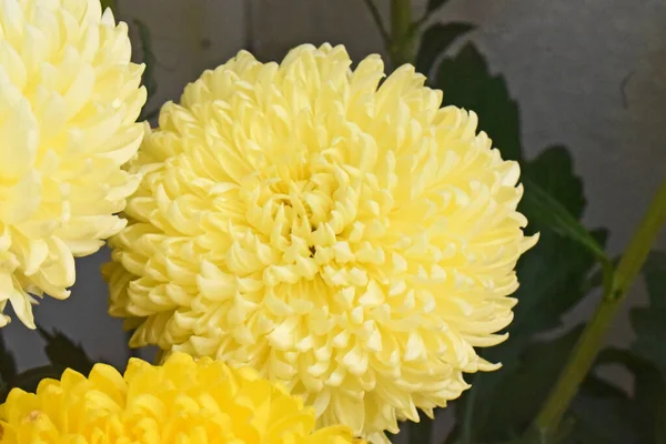 Beautiful Chrysanthemums Dark Background Summer Concept Close View — Stock Photo, Image