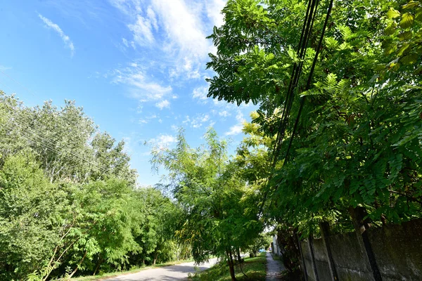 Galhos Árvore Com Folhas Verdes Fundo Azul Céu — Fotografia de Stock