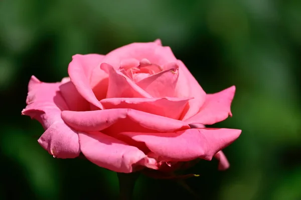 Hermosa Rosa Creciendo Jardín Verano Día Soleado —  Fotos de Stock