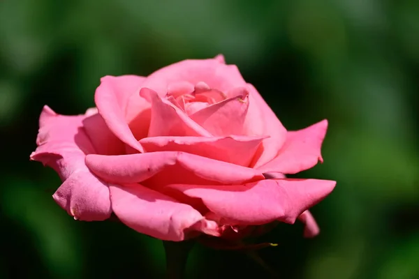 Bella Rosa Che Cresce Giardino Estate Giornata Sole — Foto Stock