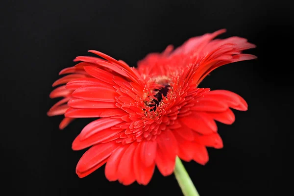 Krásné Květiny Tmavém Pozadí Letní Koncept Zblízka — Stock fotografie