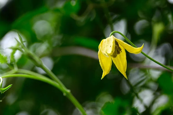 Hermosa Flor Que Crece Aire Libre Concepto Verano Vista Cercana —  Fotos de Stock