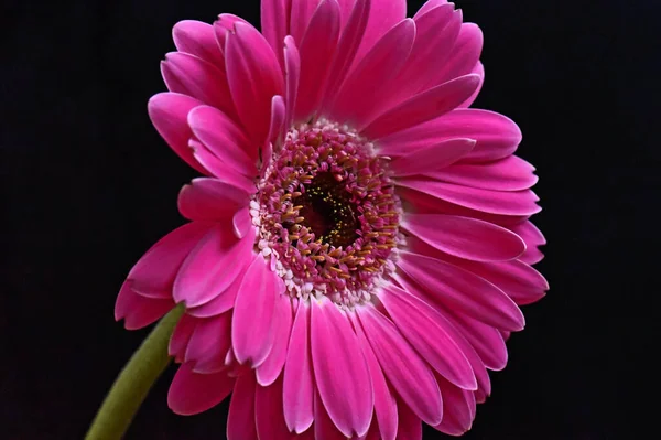 Mooie Gerbera Donkere Achtergrond Zomerconcept Close View — Stockfoto