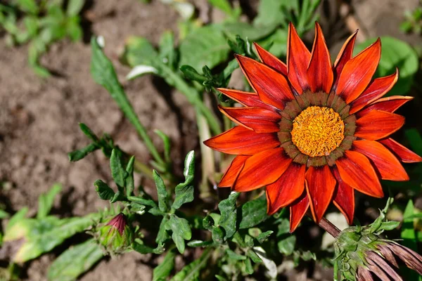 Bellissimi Fiori Che Crescono Giardino Estate Giornata Sole — Foto Stock