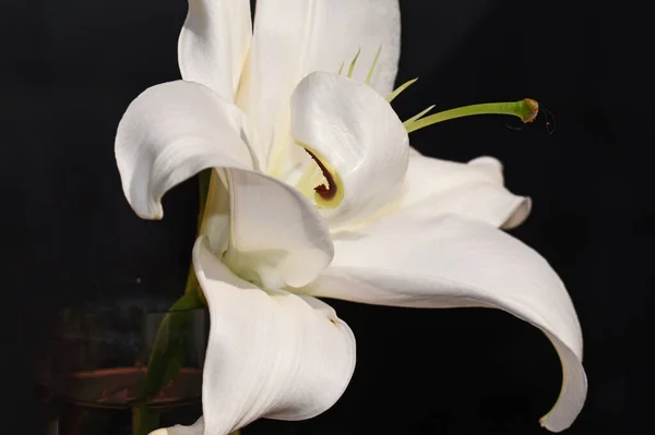 Όμορφο Λουλούδι Κρίνου Σκούρο Φόντο Καλοκαιρινό Concept Κοντινή Θέα — Φωτογραφία Αρχείου