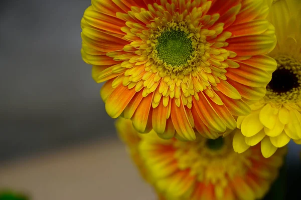 Mooie Gerbera Bloemen Groeien Buiten Zomer Concept Dichtbij Uitzicht — Stockfoto