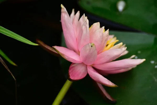 Mooie Bloeiende Lotus Groeien Vijver Zomerdag — Stockfoto