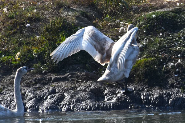 Belo Cisne Branco Voando Sobre Superfície Água Lago Dia Verão — Fotografia de Stock