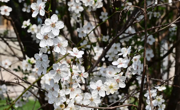 Branches Pommier Avec Belles Fleurs Blanches Gros Plan Concept Printemps — Photo