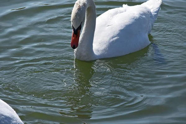 Hermoso Cisne Blanco Nadando Superficie Del Agua Del Lago Día —  Fotos de Stock